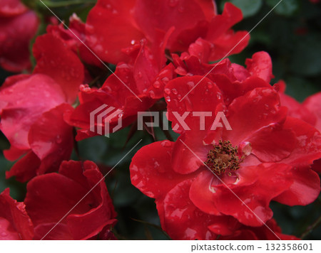 六月雨季盛開的美麗紅玫瑰“薩拉班德” 六月雨季盛開的美麗紅玫瑰“薩拉班德” 132358601
