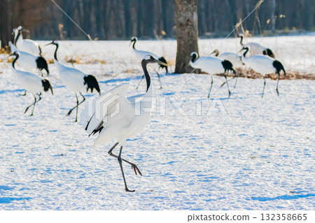 起重機跳舞 132358665