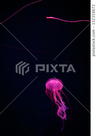 水母亮了 水母亮了 132358672