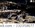 水族箱飼養的企鵝 132358677