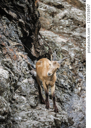 Wild ibex standing on steep rocky slope, carefully balancing on rugged mountain terrain. 132358697