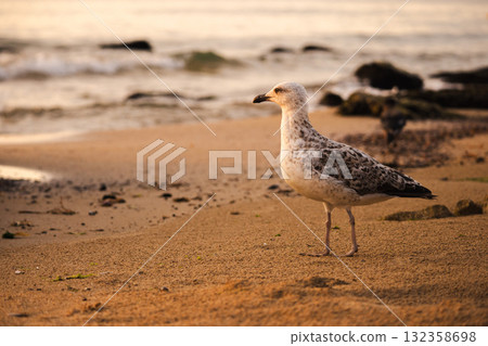 Seagull standing on the sandy beach near the water at sunrise, with soft waves and golden light reflecting on the shore. 132358698