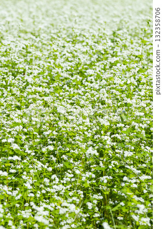 Buckwheat flowers blooming all over 132358706