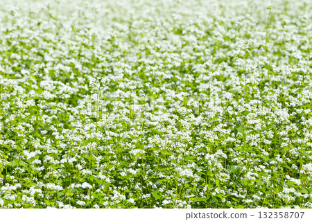 Buckwheat flowers blooming all over 132358707