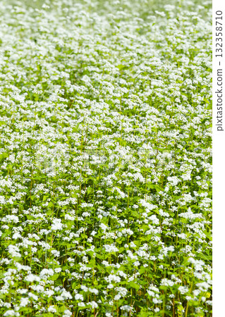 Buckwheat flowers blooming all over 132358710