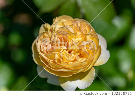 岐阜世界玫瑰園的玫瑰 132358755