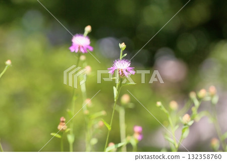 Kenta Urea Yasea的花 132358760