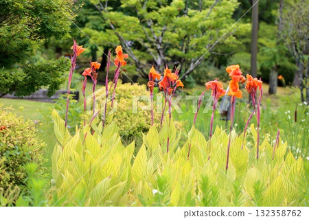 Vivid Canna Flowers 132358762