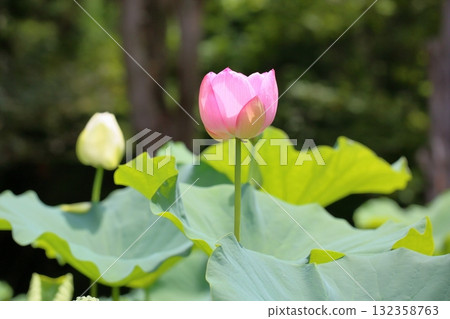 Cute lotus flower 132358763