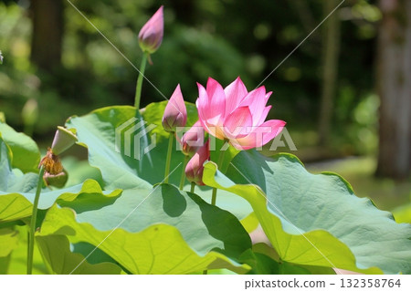 可愛的蓮花 可愛的蓮花 132358764