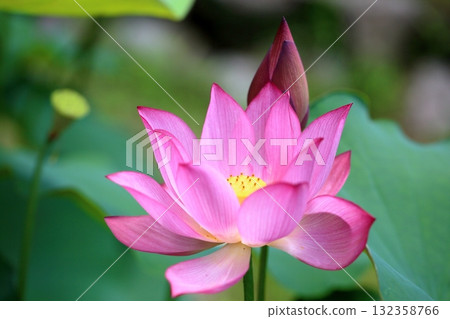 可愛的蓮花 132358766