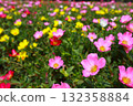 馬齒莧花壇 132358884