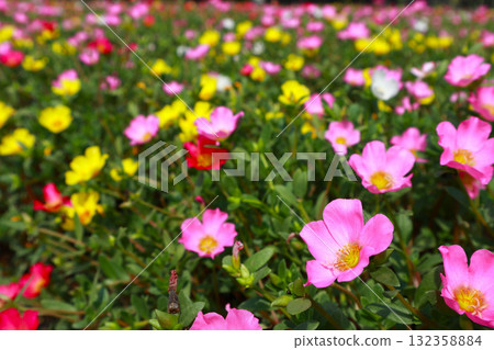 馬齒莧花壇 馬齒莧花壇 132358884