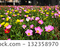 馬齒莧花壇 132358970
