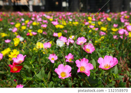 馬齒莧花壇 馬齒莧花壇 132358970