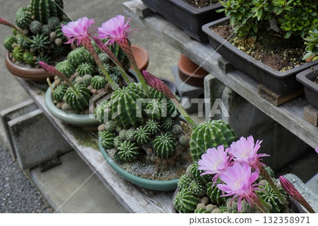 盆景架上擺滿了粉紅色花朵的仙人掌 盆景架上擺滿了粉紅色花朵的仙人掌 132358971
