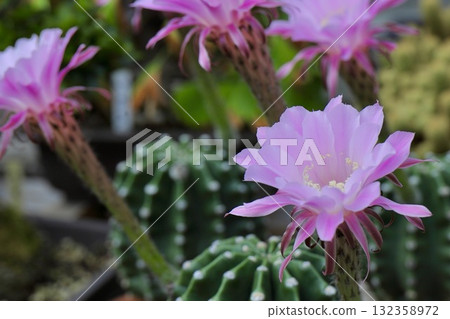 Pink cactus flowers blooming one after another Pink cactus flowers blooming one after another 132358972