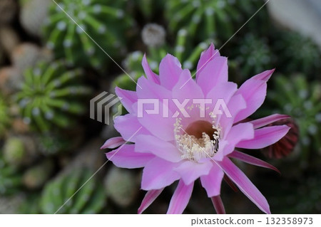 Pink cactus flower Pink cactus flower 132358973