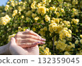 The moment when the spring sunshine and hands meet ⑥ 132359045