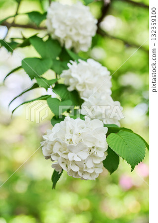 Oodemari Oodemari 132359100