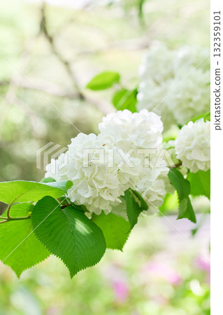 Oodemari Oodemari 132359101