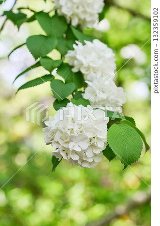 Oodemari Oodemari 132359102