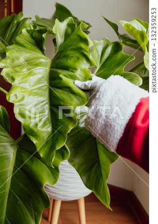 Santa Claus hands stroking a beautiful plant 132359253