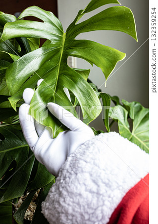 Santa Claus hands stroking a beautiful plant Santa Claus hands stroking a beautiful plant 132359254