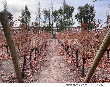 View of vineyards in the city of Mendoza View of vineyards in the city of Mendoza 132359255