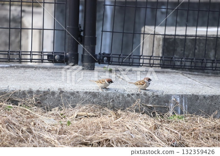 A sparrow searching for food under a fence 132359426