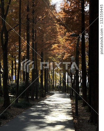 Autumn forest background. Bright color tree, red orange foliage in autumn park. Nature changes Yellow leaves in october season Basking in blue heart shape sky Weather sunny day Autumn forest background. Bright color tree, red orange foliage in autumn park. Nature changes Yellow leaves in october season Basking in blue heart shape sky Weather sunny day 132359445