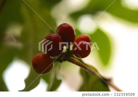 Coffee seeds 132359509