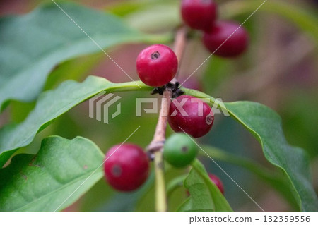 Coffee seeds 132359556