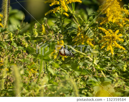 Chestnut tiger butterfly sucking nectar from Solidago canadensis Chestnut tiger butterfly sucking nectar from Solidago canadensis 132359584