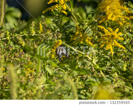 Chestnut tiger butterfly sucking nectar from Solidago canadensis Chestnut tiger butterfly sucking nectar from Solidago canadensis 132359585