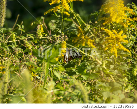 Chestnut tiger butterfly sucking nectar from Solidago canadensis Chestnut tiger butterfly sucking nectar from Solidago canadensis 132359586