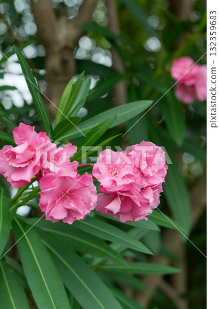 Pinewood Pinewood 132359683