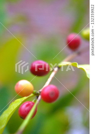 咖啡種子 咖啡種子 132359922