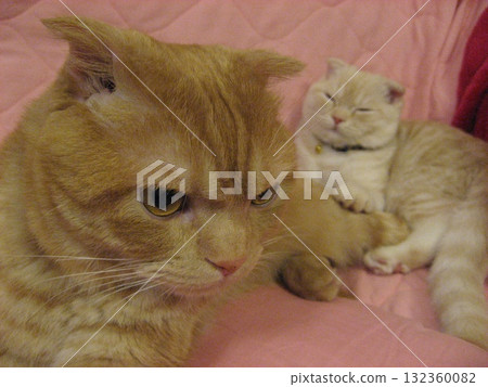 A good cat 132360082