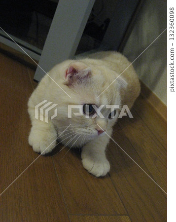 A staring kitten A staring kitten 132360098