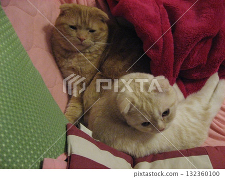 A good cat 132360100