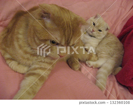 一隻好貓 一隻好貓 132360108