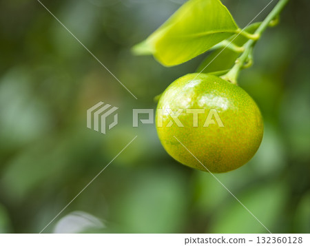 Autumn-colored tangerine fruit Autumn-colored tangerine fruit 132360128