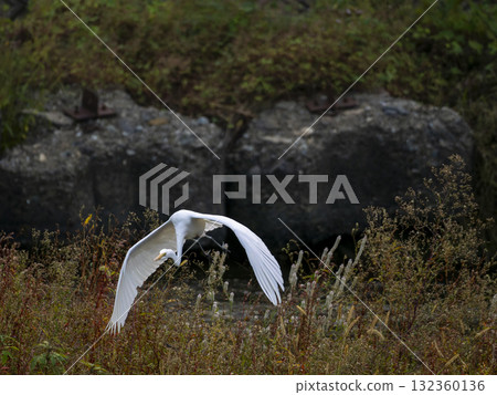 Great Egret fly above the river 132360136