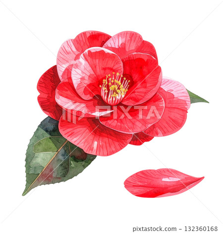 紅色的山茶花的水彩插圖 132360168