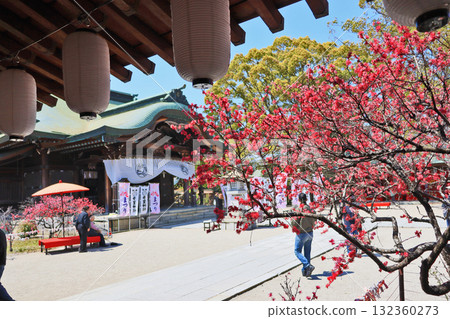 A red umbrella and a chair with a scarlet carpet in the grounds of Taga Shrine, where the Jerusalem artichoke flowers bloom, in Nogata City, Fukuoka Prefecture 132360273