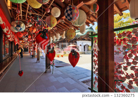 菊桃盛開的福岡縣直方市多賀神社鼠尾草裝飾 132360275