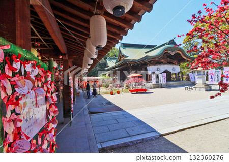 福岡縣直方市多賀神社境內，日本菊花盛開 132360276
