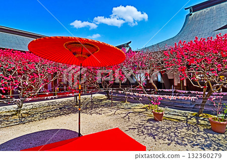 Red umbrella and scarlet chair in the precincts of Taga Shrine where peach blossoms bloom in Nogata City, Fukuoka Prefecture 132360279