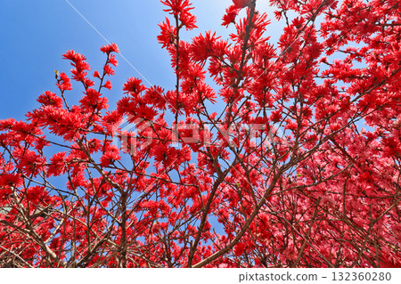 Dark pink spider with thin petals like chrysanthemum 132360280